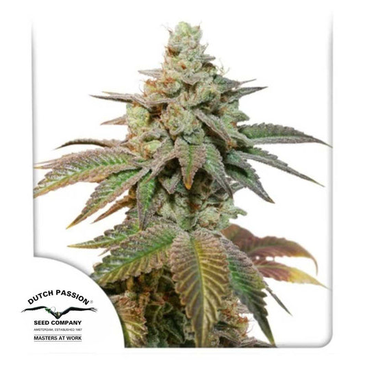 Auto Kerosene Krash mit dichten, harzigen Buds und violett-grünen Blättern voller Trichome.