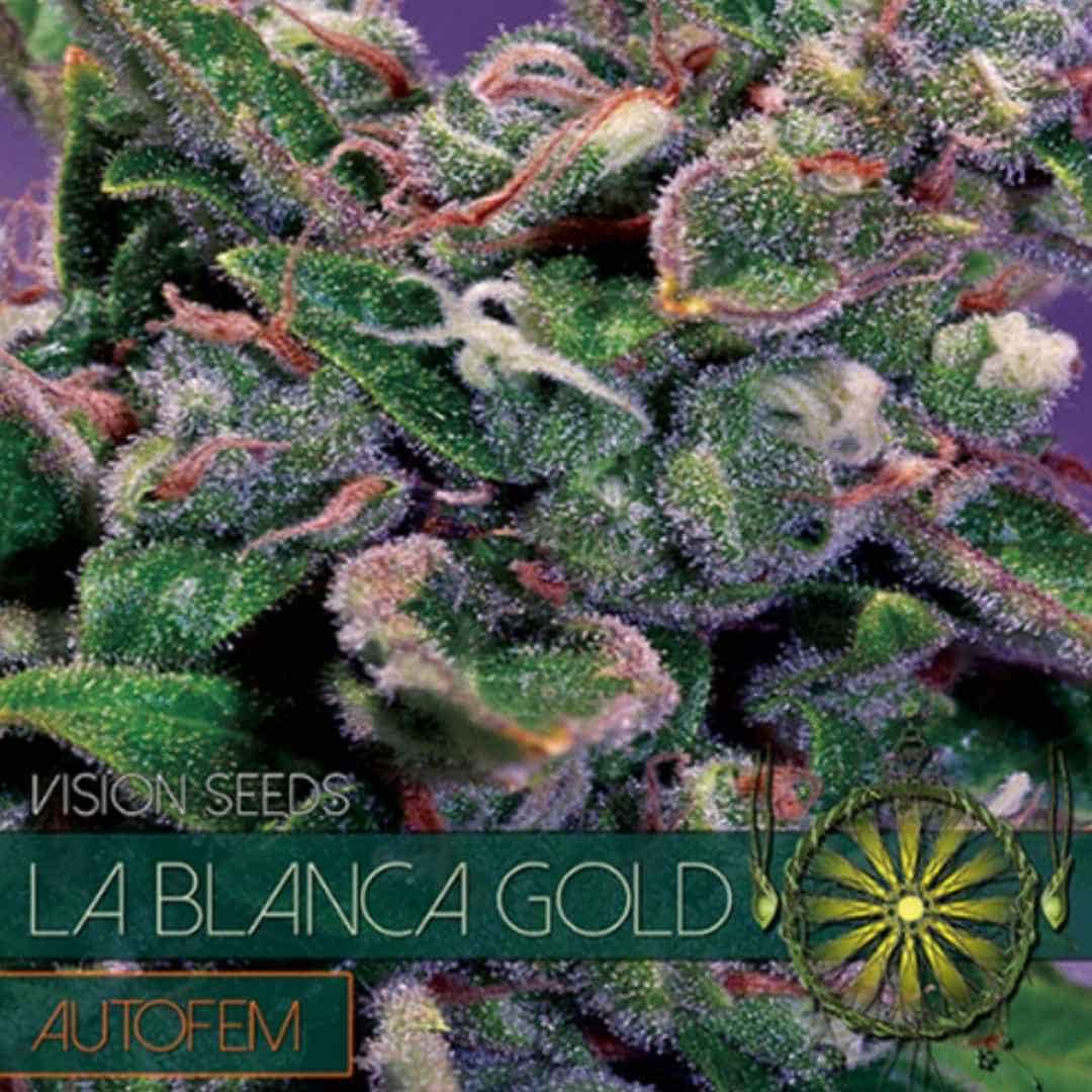 Auto La Blanca Gold von Vision Seeds mit kompakter, harziger Cannabisblüte und hellen Blütenfäden.