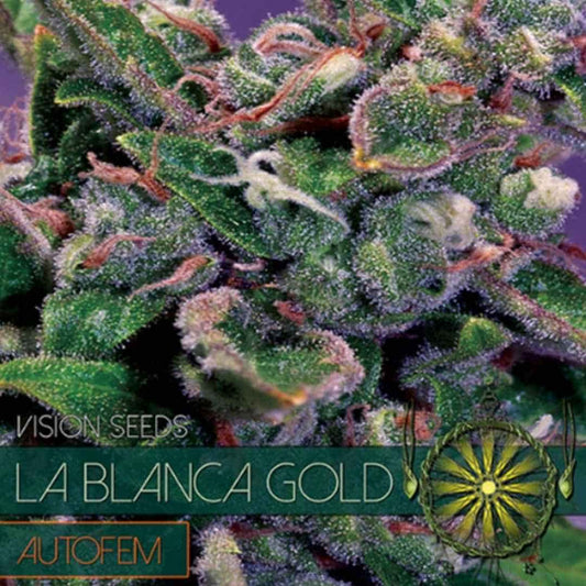 Auto La Blanca Gold von Vision Seeds mit kompakter, harziger Cannabisblüte und hellen Blütenfäden.