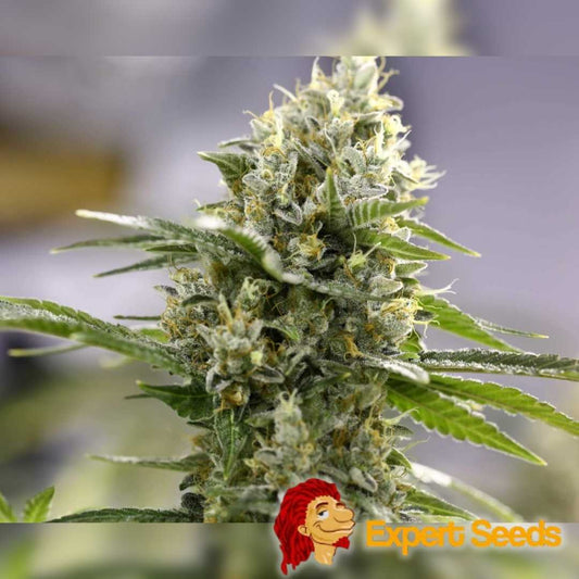 Nahaufnahme einer harzreichen Auto Lemon Haze Blüte mit dichten, zitronenduftenden Trichomen und orangen Blütenhaaren