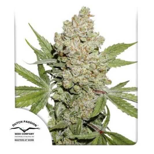 Auto Lemon Kix mit dichten, harzigen Blüten und orangenen Härchen von Dutch Passion.
