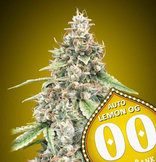 Kompakte Auto Lemon OG Bud mit dichten, harzreichen Blüten, orangefarbenen Härchen und gezuckerten Zuckerblättern vor gelbem Hintergrund.
