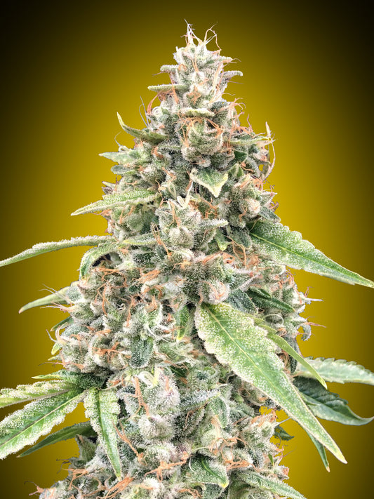 Kompakte Auto Lemon OG Bud mit dichten, harzreichen Blüten, orangefarbenen Härchen und gezuckerten Zuckerblättern vor gelbem Hintergrund.