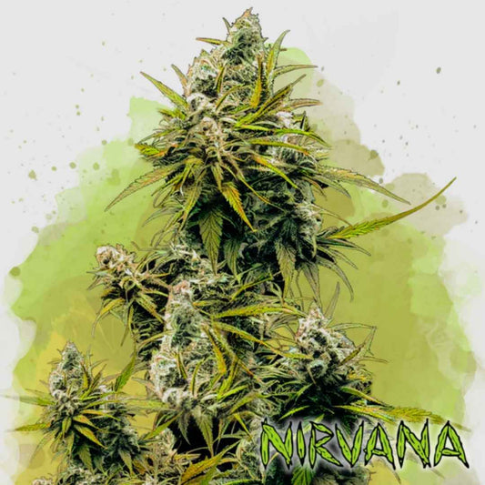 Auto Lemon OG Haze Pflanze mit dichten, harzigen Buds und leuchtend grünen Blättern kurz vor der Ernte.