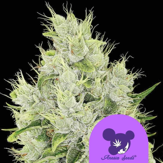 Dichte Auto Lemongrass Blüte mit vielen Harzkristallen und hellgrünen Blütenhaaren.