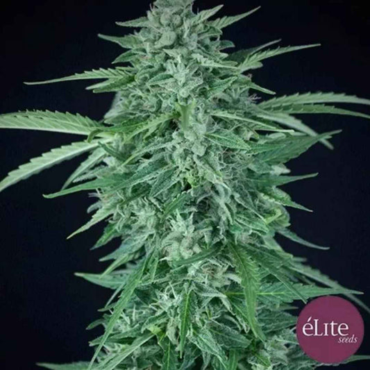 Auto Llimonet Haze CBD Blüte mit harzigen Buds und schmalen grünen Blättern