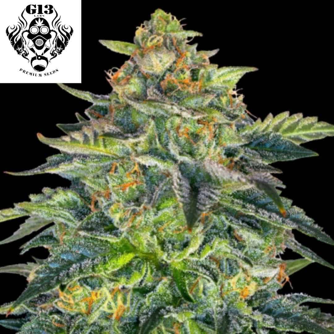 London Cream Cake Auto Blüte mit dichten harzigen Buds und orangefarbenen Härchen, kompakte Cannabisblüte mit hohem Harzanteil
