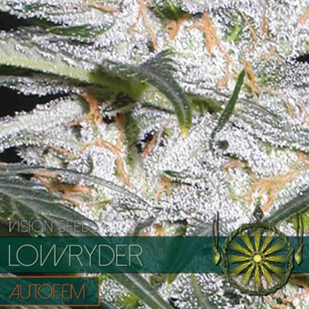 Auto Lowryder von Vision Seeds mit kompakter, heller Cannabisblüte und dichter Trichomschicht.