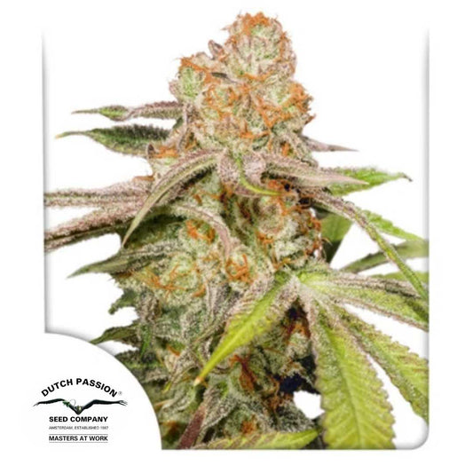 Auto Mac #1 Bud mit dichten Trichomen, violetten Akzenten und leuchtend orangefarbenen Blütenhaaren