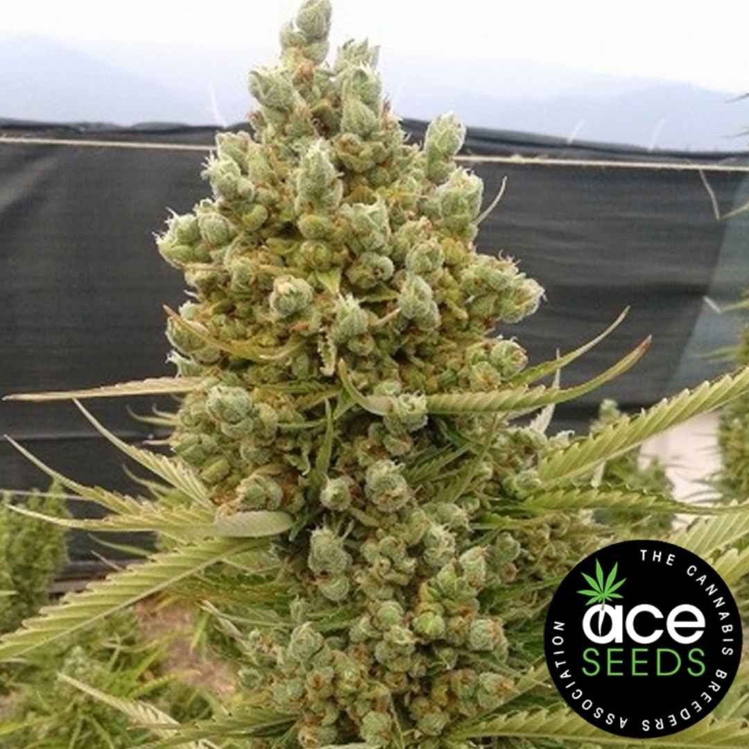 Dichte, harzige Blüten einer Auto Malawi x Northern Lights Pflanze mit kompakter Struktur und vielen Trichomen