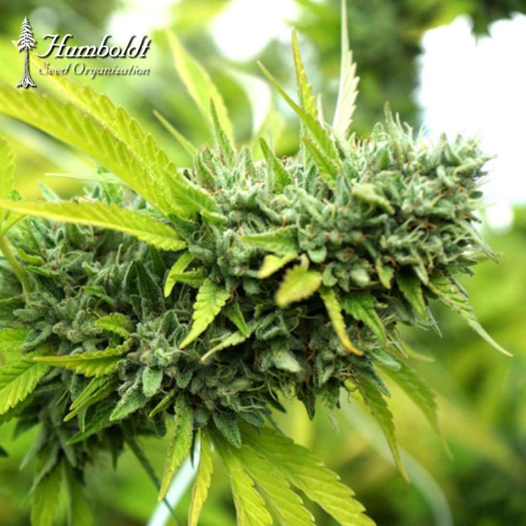 Auto Mango OG Blüte mit dichten, harzigen Buds und hellgrünen Blättern