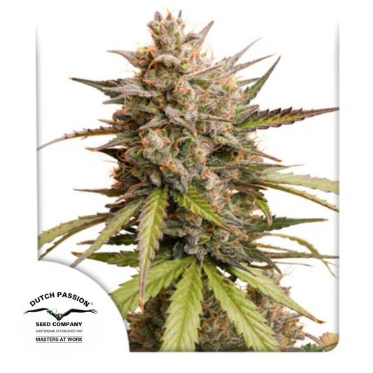 Auto Melonade Runtz Blüte mit dichten Buds, orangefarbenen Härchen und Harzüberzug von Dutch Passion.