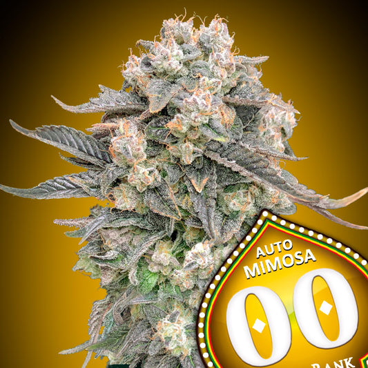 Harzige Auto Mimosa Buds mit orangen Blütenhaaren und dunklen, violett-grünen Blättern vor gelbem Farbverlauf.