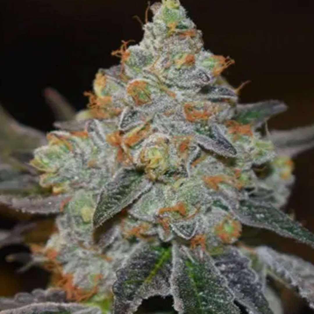 Auto Mimosa von Vision Seeds mit dichter, harziger Cannabisblüte und violett-grünen Farbtönen.