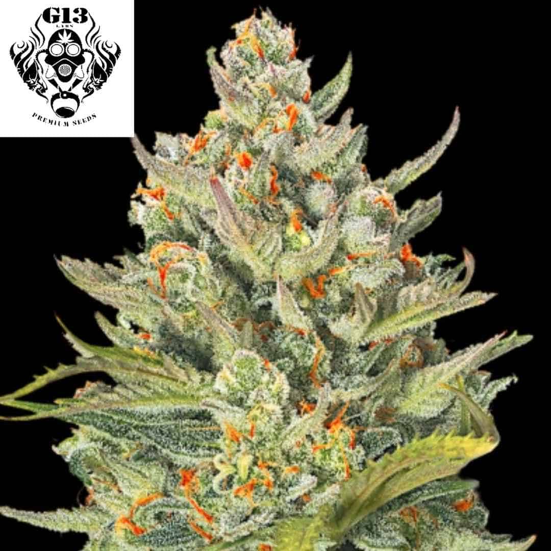 Auto Mimosa Max Cannabisknospe mit dichten, harzigen Blüten und orangefarbenen Härchen, kompakte Struktur mit vielen Trichomen