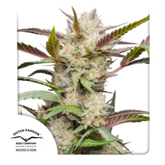 Harzige Auto Mimosa Punch Blüte mit dichten, frostigen Buds und orangefarbenen Härchen