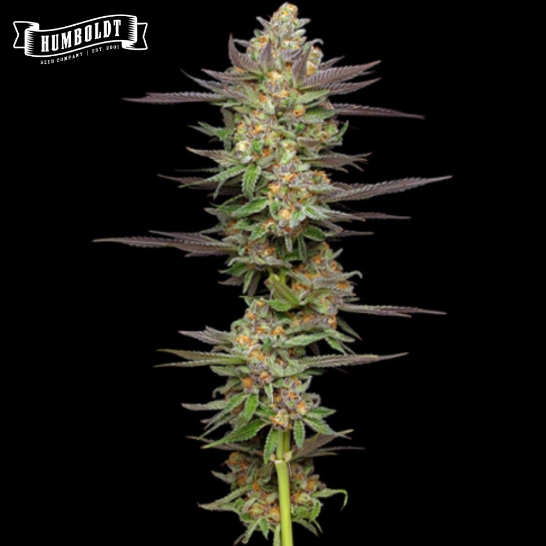 Auto Mint Jelly (Humboldt Seed Company)