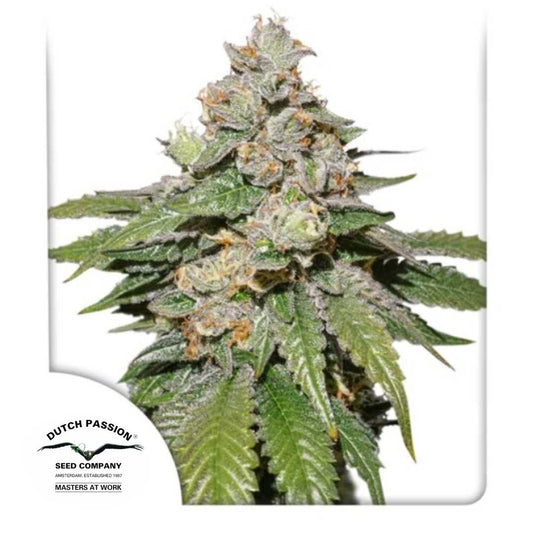 Auto Mokum's Tulip mit dichten, harzigen Buds, violett-grünen Blättern und orangefarbenen Blütenhärchen