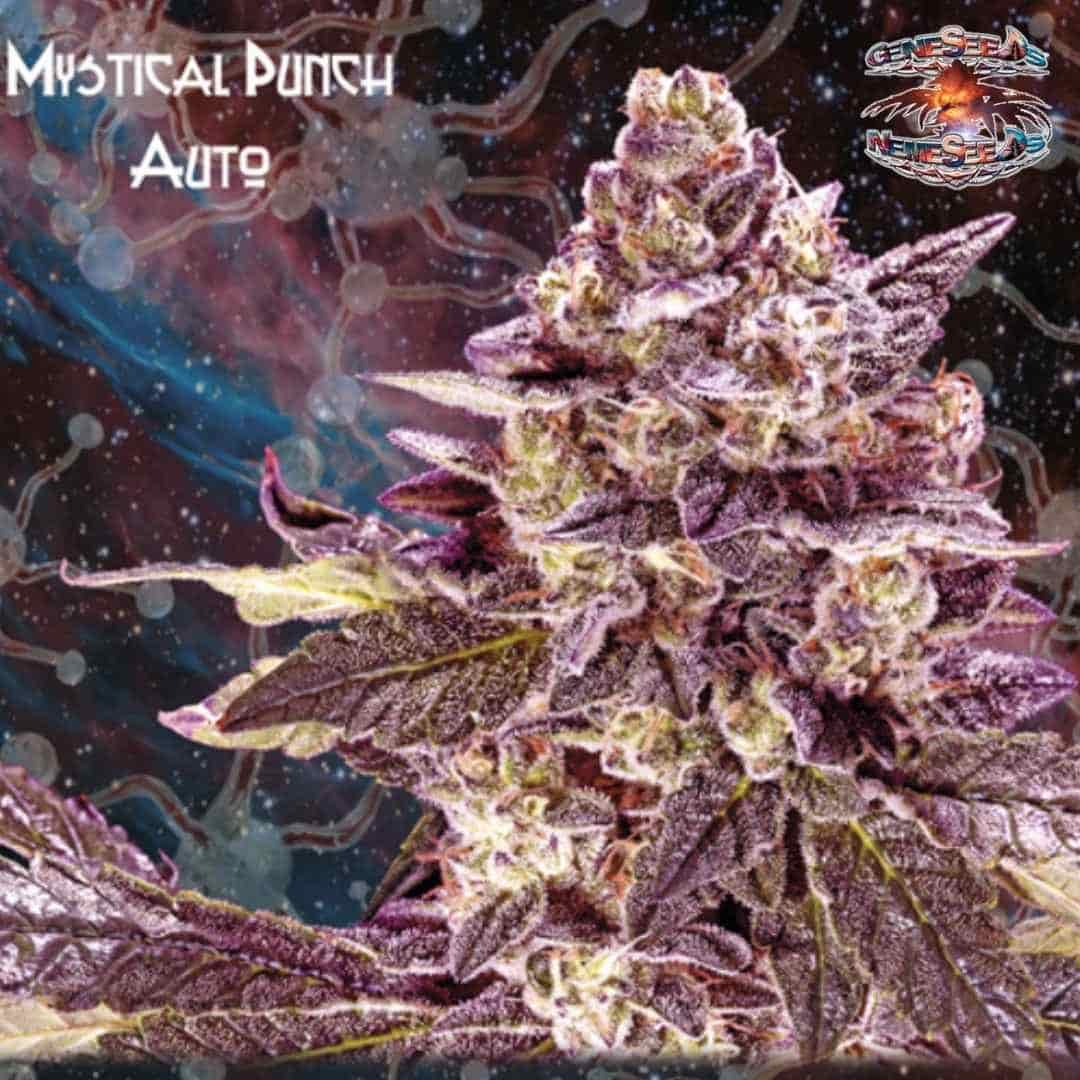 Auto Mystical Punch Blüte mit violetten Zuckerblättern, Harzschicht und dichten orangefarbenen Blütenfäden