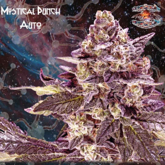 Auto Mystical Punch Blüte mit violetten Zuckerblättern, Harzschicht und dichten orangefarbenen Blütenfäden