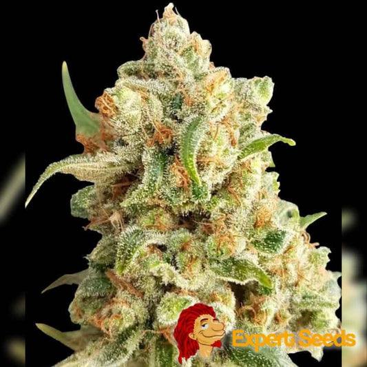 Dicht bewachsene Auto NY Diesel Blüte mit vielen Trichomen und orangefarbenen Blütenhaaren