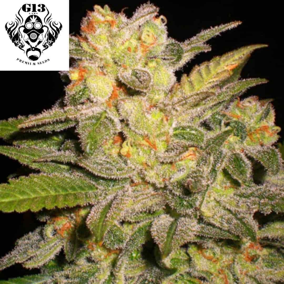 Harzige NL Auto Cannabisblüte mit dichten Trichomen und orangefarbenen Blütenstempeln