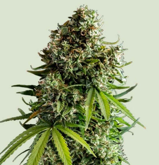 Harzige NYC Sour D Auto Blüte mit dichten Buds und kräftig grünen Zuckerblättern.