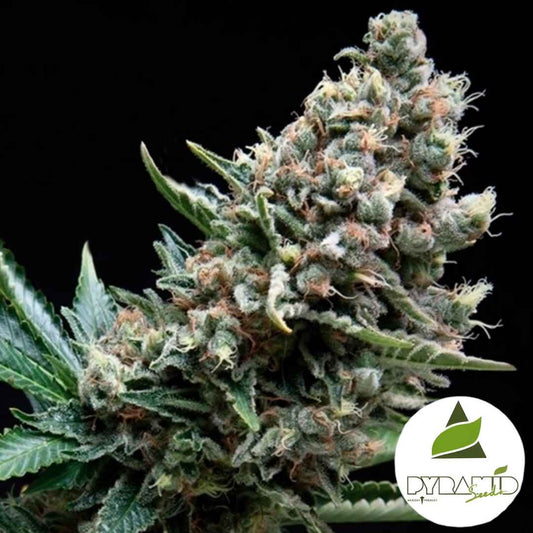 Auto Nefertiti Blüte mit kompakten, harzigen Buds und orangefarbenen Blütenhaaren