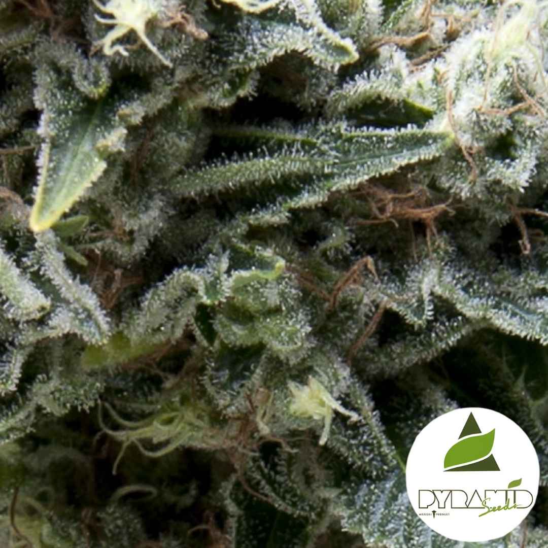 Frostige Blütenstruktur von Auto New York City CBD mit dichtem Harz und feinen Trichomen.