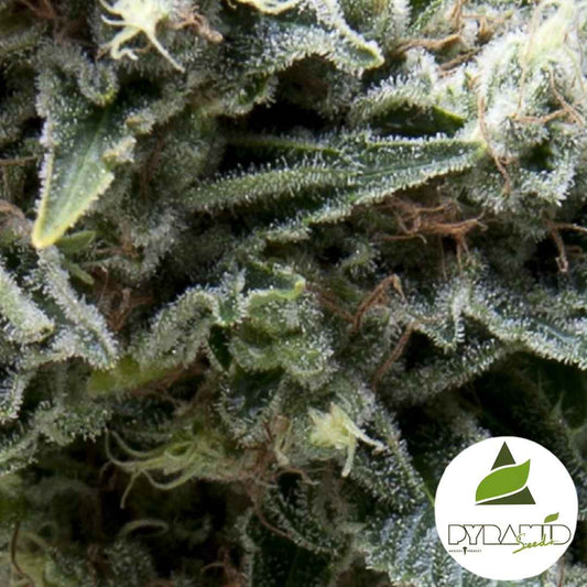 Frostige Blütenstruktur von Auto New York City CBD mit dichtem Harz und feinen Trichomen.