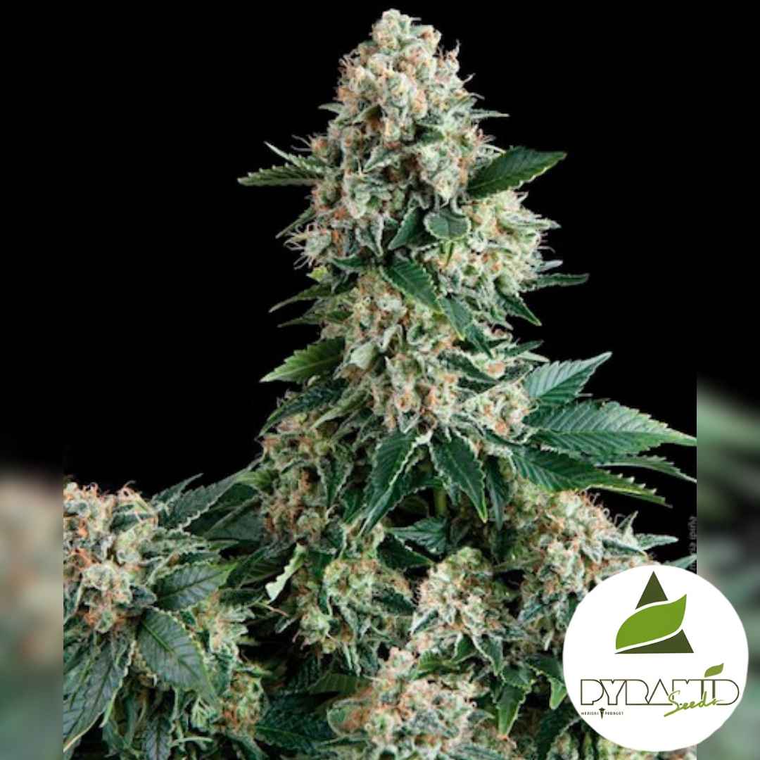 Auto New York City mit dichten, harzigen Buds und orangenen Blütenhaaren in voller Blüte