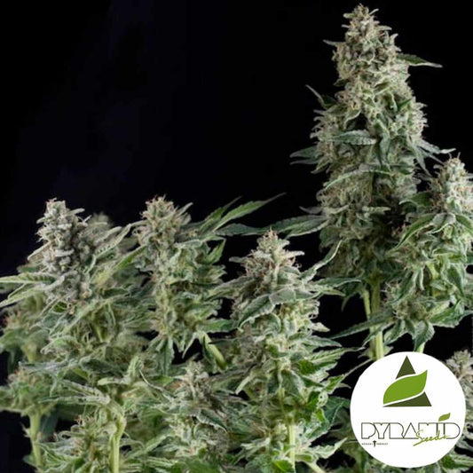 Dichte, harzreiche Auto Northern Lights Blüten mit kräftigen Colas und hellgrünen Blättern in voller Reife