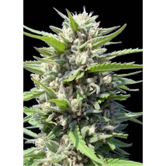 Northern Lights Auto zeigt eine kompakte, dicke Blüte mit dichten, harzreichen Knospen und kräftigen grünen Blättern.