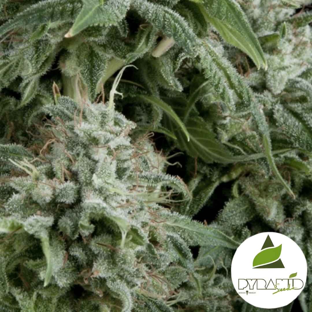 Auto Northern Lights CBD (Pyramid Seeds) Feminisiert