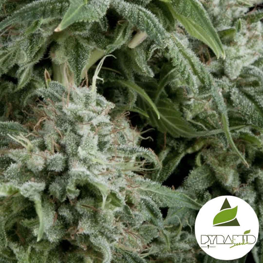 Auto Northern Lights CBD (Pyramid Seeds) Feminisiert