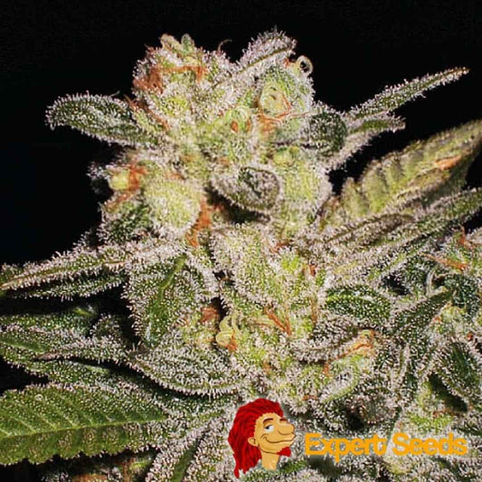 Dicht mit Trichomen überzogene Auto Northern Lights Blüte mit grünen und orangefarbenen Blütenhaaren