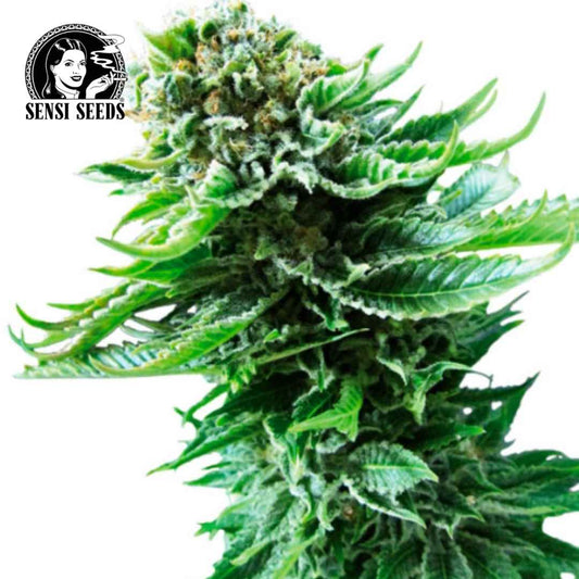 Northern Lights Auto (Sensi Seeds) Feminisiert