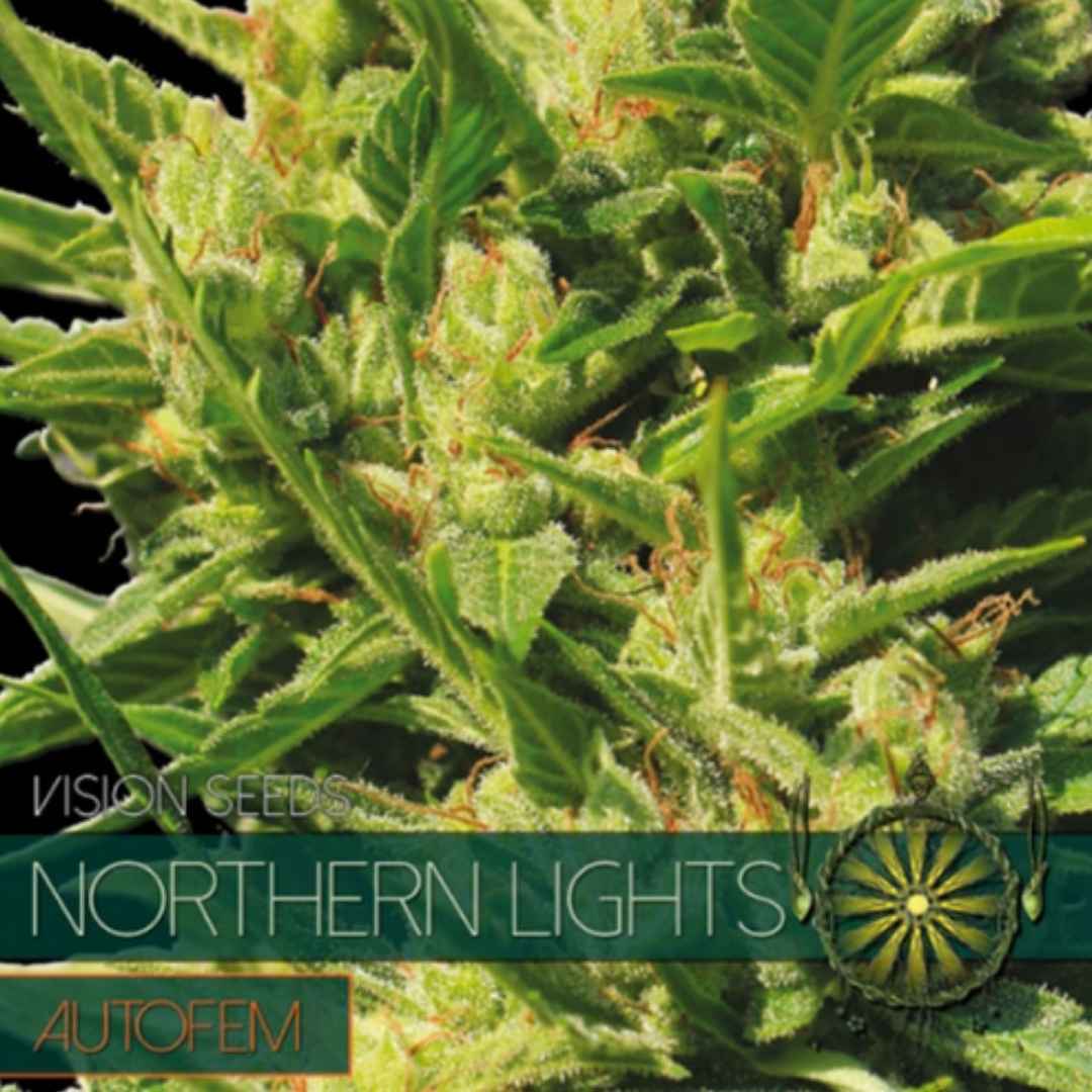 Auto Northern Lights von Vision Seeds mit kompakter, harziger Cannabisblüte und grünen Zuckerblättern.