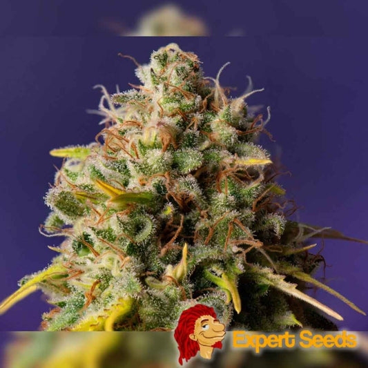 Dicht besetzte Auto Northern Lights x Big Bud Blüte mit leuchtenden Trichomen und orangefarbenen Blütenfäden.