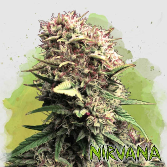 Dichte Auto OG Kush Blüte mit leuchtend grünen Blättern, roten Härchen und glänzendem Harzüberzug.