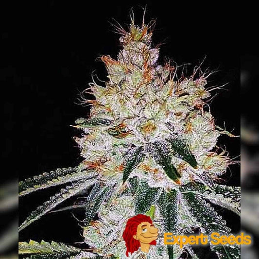 Dicht belaute Auto OGesus Blüte mit orangefarbenen Härchen und dicker Schicht funkelnder Trichome