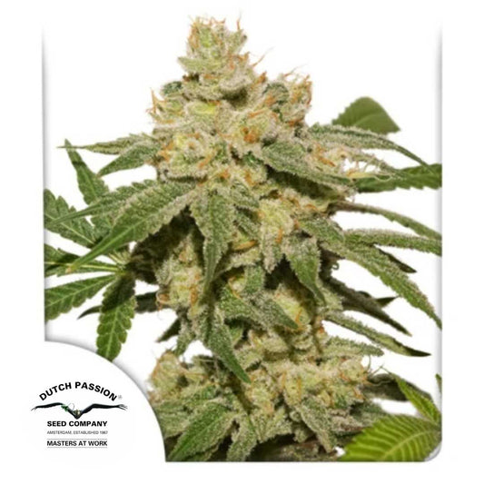 Auto Oh My Gusher Blüte mit dichten, harzreichen Buds und orangefarbenen Härchen von Dutch Passion