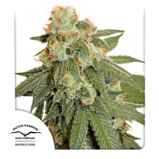 Auto Orange Bud mit dichten, harzigen Blüten und orangefarbenen Härchen von Dutch Passion