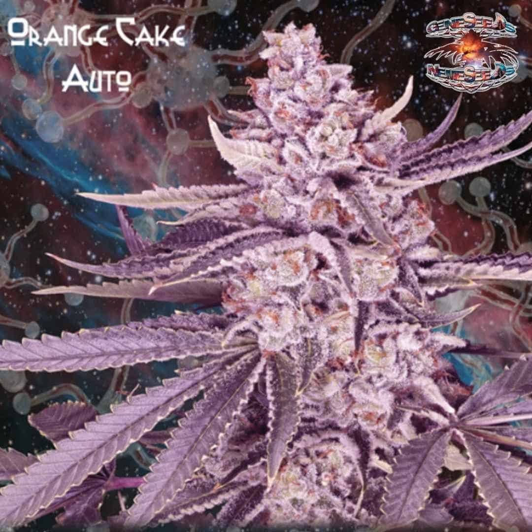 Auto Orange Cake Cannabisblüte mit violetten Blättern, Harzschicht und orangefarbenen Härchen
