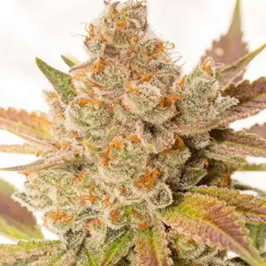 Auto Orange Sherbert von Vision Seeds mit dichter, harziger Cannabisblüte und orange-violetten Farbtönen.