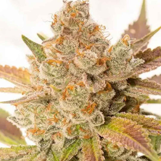 Auto Orange Sherbert von Vision Seeds mit dichter, harziger Cannabisblüte und orange-violetten Farbtönen.