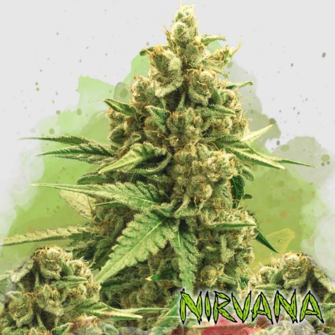 Dichte Blüte der Auto Original Glue Pflanze mit harzigen, kompakten Buds und kräftigen grünen Blättern.