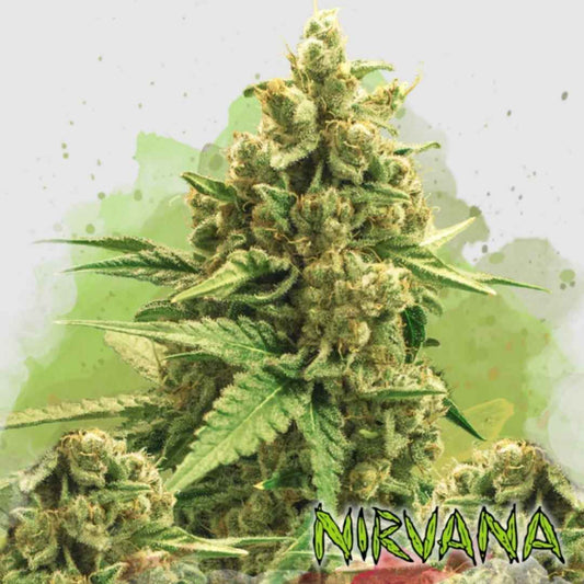 Dichte Blüte der Auto Original Glue Pflanze mit harzigen, kompakten Buds und kräftigen grünen Blättern.