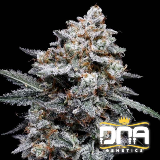 Dicht mit Harz bedeckte Auto Patrick Swayze Blüte mit weißen Trichomen und orangefarbenen Blütenhaaren.