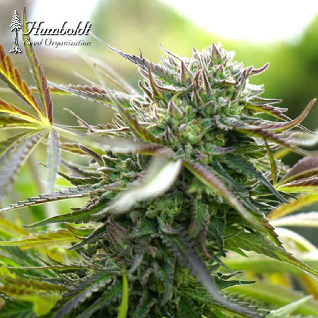 Auto Pineapple Chem Blüte mit harzigen Kelchen und violetten Zuckerblättern